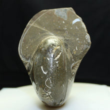 Load image into Gallery viewer, Fossil Nautilus - Cretaceous Period