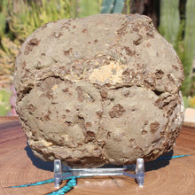 Load image into Gallery viewer, Oregon Thunderegg - Double Nodule Blue Striations