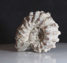 Load and play video in Gallery viewer, video Douvilleiceras Tractor Ammonite Fossil Fish