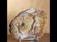 Load and play video in Gallery viewer, Large Fossil Dino Poop - Red Yellow Coprolite