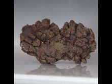 Load and play video in Gallery viewer, Tortoise Fossil Feces - Madagascar