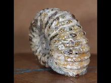 Load and play video in Gallery viewer, Douvilleiceras Ammonite w/ Opalescent Shell video