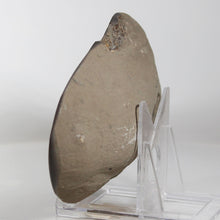 Load image into Gallery viewer, Septarian Geode - Double Starburst - Golden Calcite
