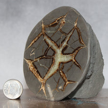 Load image into Gallery viewer, Septarian Geode - Crab Shape Golden Calcite Crystal