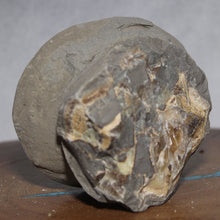 Load image into Gallery viewer, Septarian Geode - Crab Shape Golden Calcite Crystal