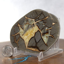 Load image into Gallery viewer, Septarian Geode End - Pool of Gold Calcite