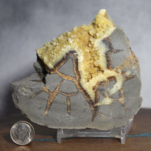 Load image into Gallery viewer, Septarian Crystal - Densely Packed Vein Clusters