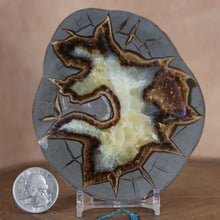 Load image into Gallery viewer, Septarian Display Geode - Utah USA - Aragonite Calcite Limestone