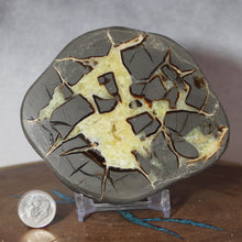 Load image into Gallery viewer, Septarian Geode - Gray Islands Golden Calcite Crystal