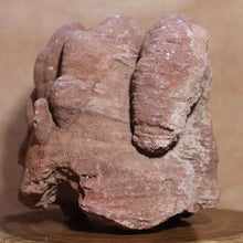 Load image into Gallery viewer, Massive Stromatolite - Fossil Animal - Moroccan Hardened Sandstone