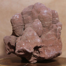 Load image into Gallery viewer, Massive Stromatolite - Fossil Animal - Moroccan Hardened Sandstone
