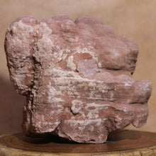 Load image into Gallery viewer, Massive Stromatolite - Fossil Animal - Moroccan Hardened Sandstone