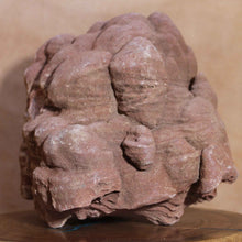 Load image into Gallery viewer, Massive Stromatolite - Fossil Animal - Moroccan Hardened Sandstone
