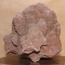 Load image into Gallery viewer, Massive Stromatolite - Fossil Animal - Moroccan Hardened Sandstone