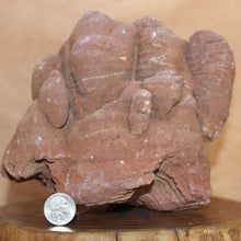 Load image into Gallery viewer, Massive Stromatolite - Fossil Animal - Moroccan Hardened Sandstone