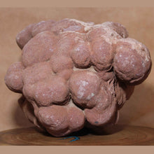 Load image into Gallery viewer, Massive Stromatolite - Fossil Animal - Moroccan Hardened Sandstone