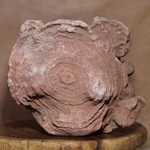 Load image into Gallery viewer, Massive Stromatolite - Fossil Animal - Moroccan Hardened Sandstone