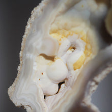 Load image into Gallery viewer, Tamp Bay Fossil Coral Pair - Rich Pastels Open Chamber