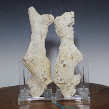 Load image into Gallery viewer, Tamp Bay Fossil Coral Pair - Rich Pastels Open Chamber