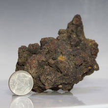 Load image into Gallery viewer, Tortoise Fossil Poop - Madagascar Original