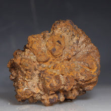 Load image into Gallery viewer, Feces Madagascar Fossil Tortoise Poop