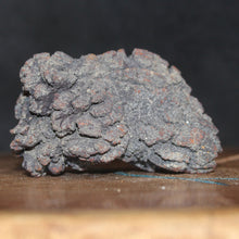 Load image into Gallery viewer, Tortoise Fossil Feces - Madagascar