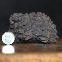 Load image into Gallery viewer, Tortoise Fossil Feces - Madagascar