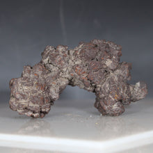 Load image into Gallery viewer, Madagascar Fossil Tortoise Poop