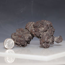 Load image into Gallery viewer, Madagascar Fossil Tortoise Poop