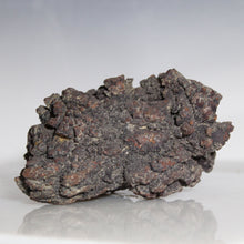 Load image into Gallery viewer, Tortoise Fossil Feces - Madagascar Original