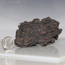 Load image into Gallery viewer, Tortoise Fossil Feces - Madagascar Original
