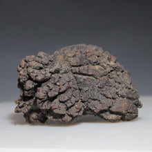 Load image into Gallery viewer, Tortoise Fossil Feces - Madagascar Original