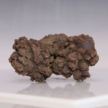 Load image into Gallery viewer, Tortoise Fossil Feces - Madagascar