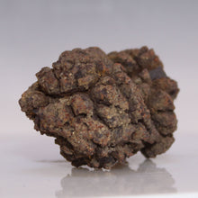 Load image into Gallery viewer, Tortoise Fossil Feces - Madagascar