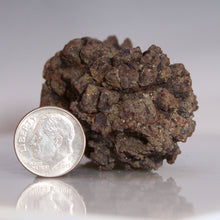 Load image into Gallery viewer, Tortoise Fossil Feces - Madagascar