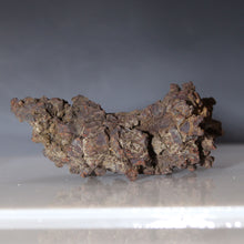 Load image into Gallery viewer, Fossil Tortoise Poop - Madagascar