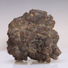 Load image into Gallery viewer, Tortoise Fossil Feces - Madagascar Original
