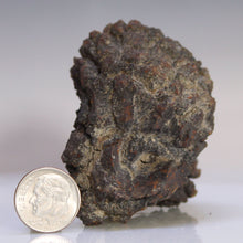 Load image into Gallery viewer, Tortoise Fossil Feces - Madagascar Original