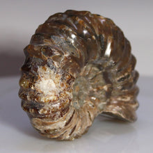 Load image into Gallery viewer, Douvilleiceras Tractor Ammonite Melted Chocolate Shell
