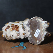 Load image into Gallery viewer, Mouth of Douvilleiceras Ammonite Oak Leaf Sutures