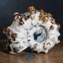Load image into Gallery viewer, Douvilleiceras Ammonite Oak Leaf Sutures