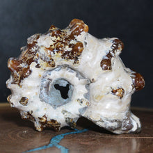 Load image into Gallery viewer, Side view of Douvilleiceras Ammonite Oak Leaf Sutures