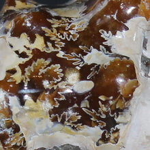 Load image into Gallery viewer, Oak leaf sutures of Douvilleiceras Ammonite