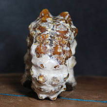 Load image into Gallery viewer, Back view of Douvilleiceras Ammonite Oak Leaf Sutures