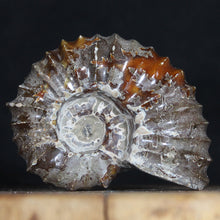 Load image into Gallery viewer, Tractor Ammonite Douvilleiceras - Sophisiticates Oak Leaf Sutures