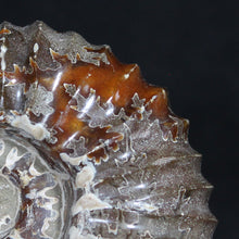 Load image into Gallery viewer, Tractor Ammonite Douvilleiceras - Sophisiticates Oak Leaf Sutures