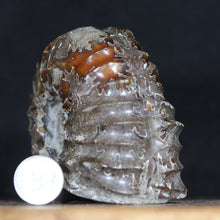 Load image into Gallery viewer, Tractor Ammonite Douvilleiceras - Sophisiticates Oak Leaf Sutures