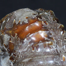 Load image into Gallery viewer, Tractor Ammonite Douvilleiceras - Sophisiticates Oak Leaf Sutures