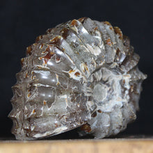 Load image into Gallery viewer, Tractor Ammonite Douvilleiceras - Sophisiticates Oak Leaf Sutures