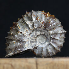 Load image into Gallery viewer, Tractor Ammonite Douvilleiceras - Sophisiticates Oak Leaf Sutures